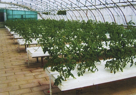 最大的青州花卉大棚温室建造价格|厂家直销花卉大棚温室市场价格