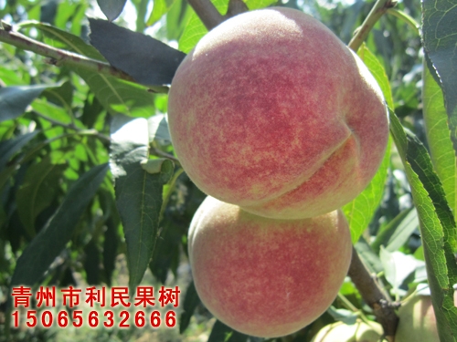 山东口碑好的金秋红蜜桃苗