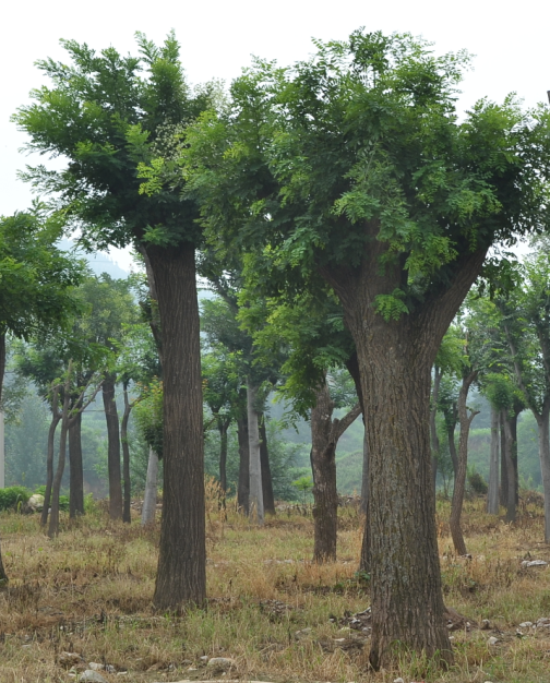 大型绿化树木