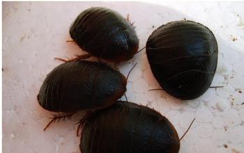 洛陽晟世土元哪里有供應_土元養殖專賣店