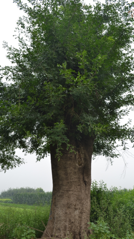 大型皂角树