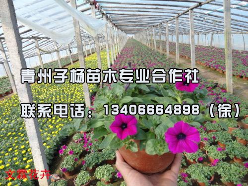 潍坊优惠的垂吊牵牛哪有卖，青州垂吊牵牛