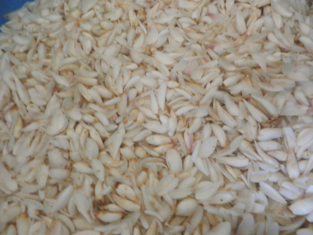 蘭州專業的蘭州鮮百合批發|具有價值的毛百合供應