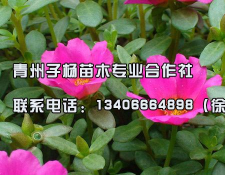 潍坊最优惠的太阳花供应 质量好的太阳花