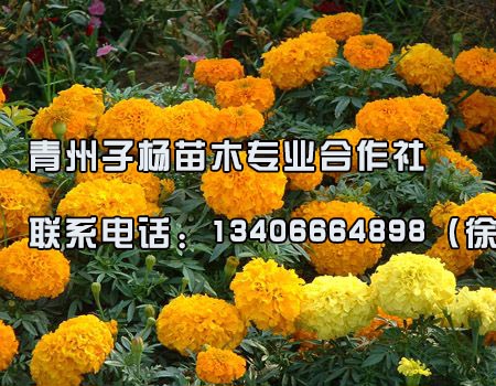 子杨苗木合作社最好的万寿菊，江苏万寿菊