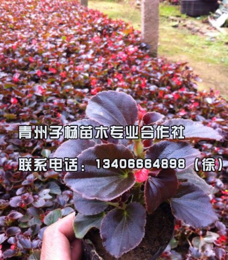 毕节四季海棠——哪里有提供好的四季海棠