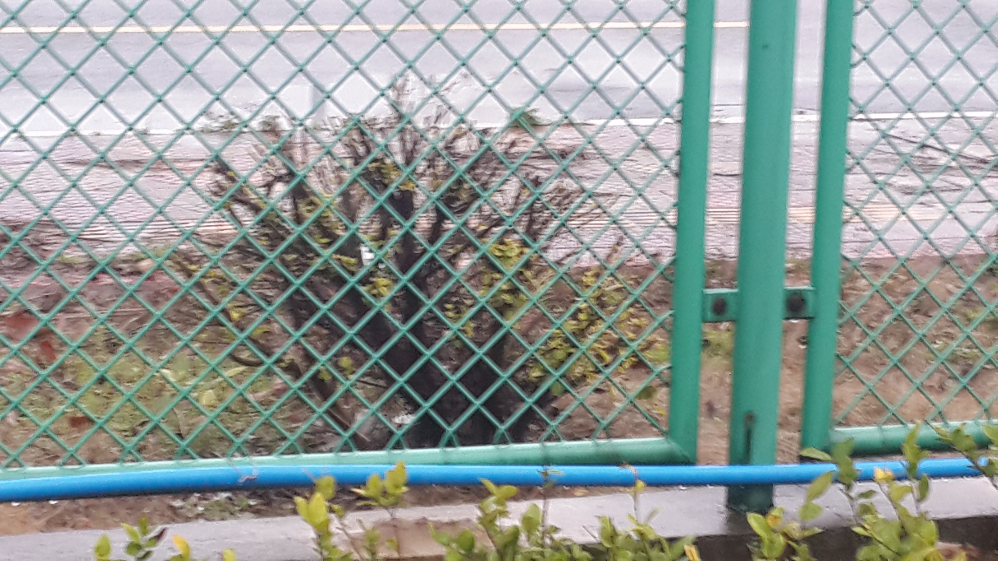 小区护栏   小区护栏网   河道护栏    河道护栏网