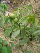 煙臺核桃苗市場行情資訊——出售核桃苗