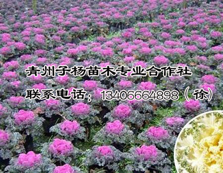 子杨苗木合作社出售最优的羽衣甘蓝：莱芜羽衣甘蓝