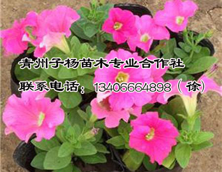 子杨苗木合作社供应物超所值的白牵牛：优质紫牵牛