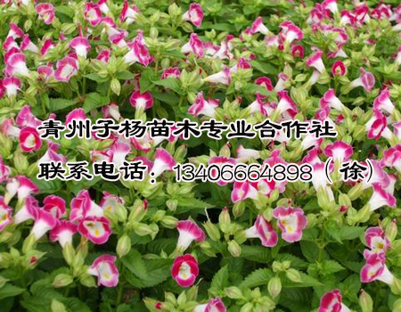 潍坊地区专业制造夏堇