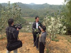 哪里有供應大果山楂:大果山楂價格