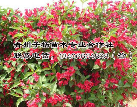 济宁红王子锦带 【荐】最好的红王子锦带厂家直销