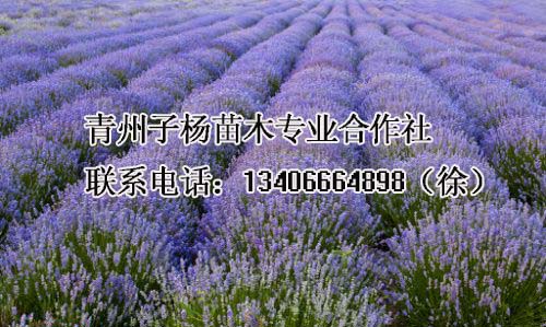薰衣草批发_物超所值的薰衣草供应尽在子杨苗木合作社