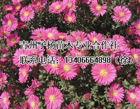 潍坊抢手的地被菊供应，莱芜地被菊