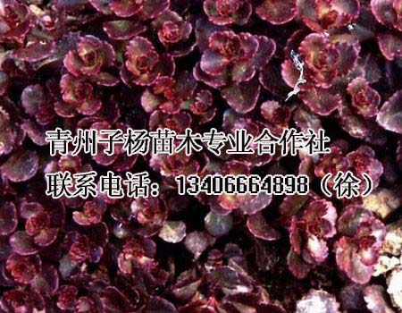 高性价红叶景天在哪里有供应