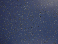 新款塑膠地板廠家 湖南復合塑膠地板批發