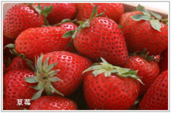 品種純的煙臺草莓苗出售 萊州草莓苗批發