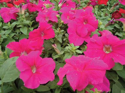 垂吊牵牛基地|哪里能买到高质量的粉牵牛