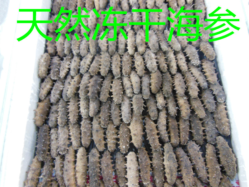 山东优惠的冻干海参供应