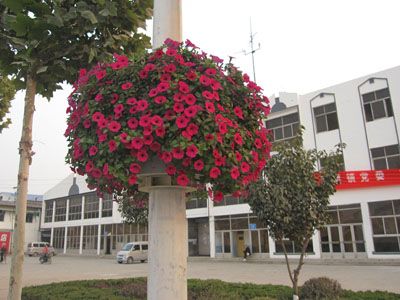 草花专卖店 山东价格合理的草花