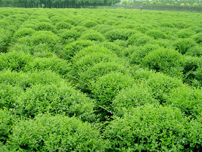 山东绿化苗木_山东物超所值绿化苗木生产基地