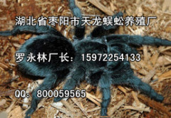 天龙蜈蚣养殖厂销量好的蜘蛛供应，蜘蛛加盟