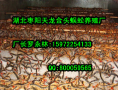 具有口碑的蜈蚣养殖市场价格情况|蜈蚣供应厂家