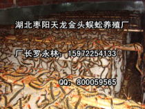 优质的金头蜈蚣养殖提供商当属天龙蜈蚣养殖厂：金头蜈蚣代理