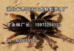 蜘蛛养殖供应：品质好的蜘蛛供应尽在天龙蜈蚣养殖厂