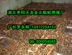南京专业的蜈蚣养殖提供商_蜈蚣厂家