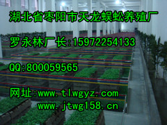 南京专业的蜈蚣养殖厂【荐】|蜈蚣养殖基地在哪里