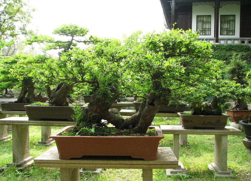 室内外园林绿化植物|厦门室内外园林绿化植物供应订购