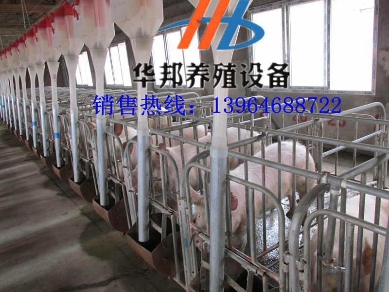 华邦——质量好的养猪自动喂料线提供商 四川养殖设备