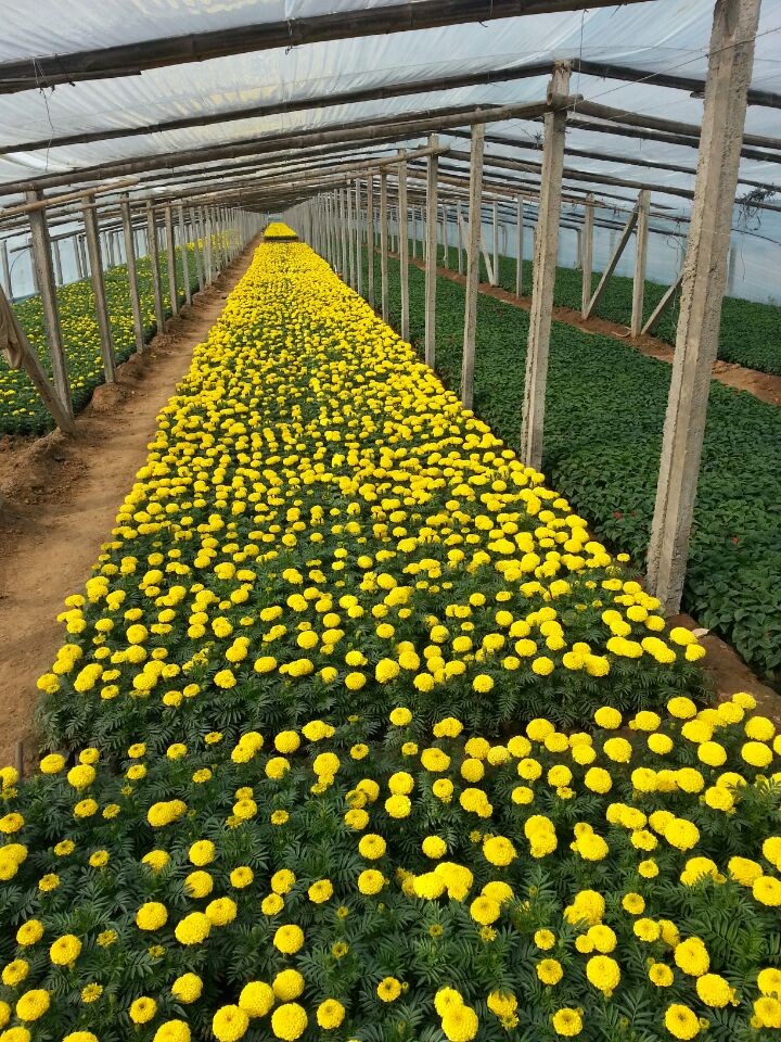 宿根花卉基地_万寿菊种植技术