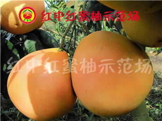 近年来平和县开发出琯溪红中红蜜柚新品种13850594096