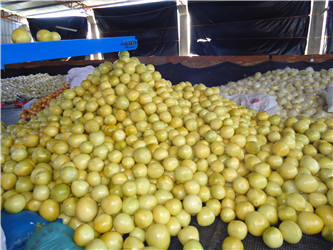 2014年平和琯溪蜜柚春季生产管理技术13850594096