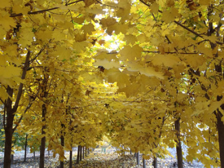 挪威槭“狄波拉”