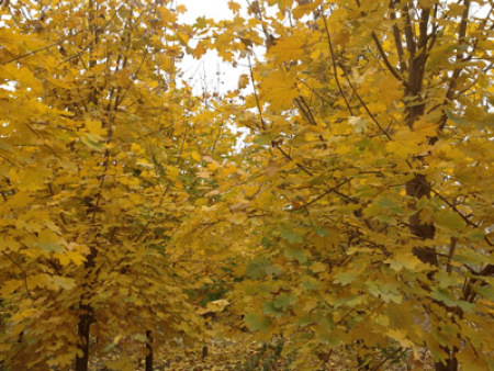 挪威槭“狄波拉”