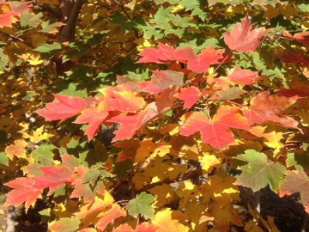 北美紅楓“十月光輝”