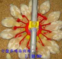华邦供应优质鸡舍专用设备  肉鸡自动料线设备