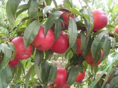 天津9602果树苗-优质的9602桃苗推荐