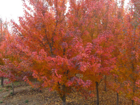 北美紅楓‘太陽谷’