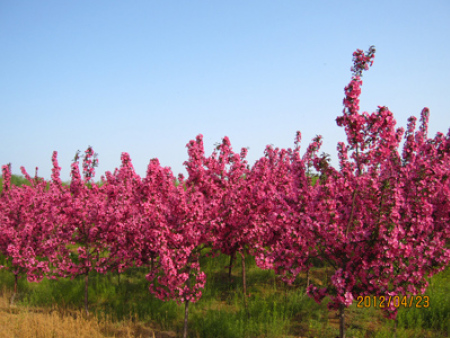 北美海棠-草原之火