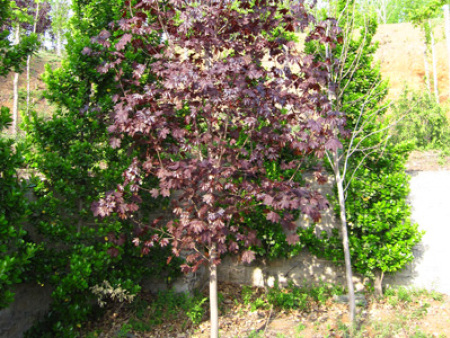 挪威槭“紅國王”