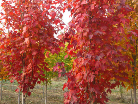 北美紅楓‘鮑威爾’