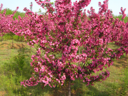 北美海棠-草原之火