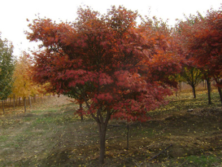 日本紅楓 秋色