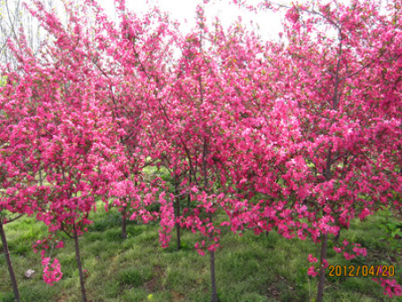 北美海棠-草原之火