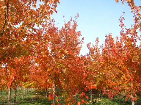 北美紅楓‘夕陽紅’